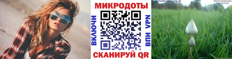 Купить  Кандалакша  Псилоцибиновые грибы Psilocybe 